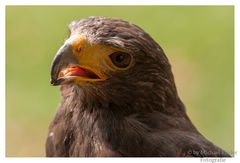 Wüstenbussard Portrait