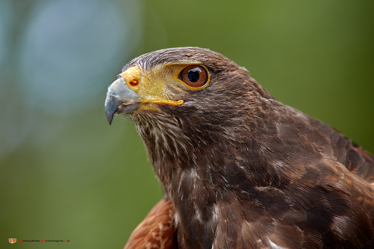 Wüstenbussard Portrait