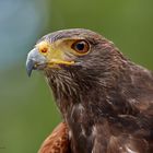 Wüstenbussard Portrait