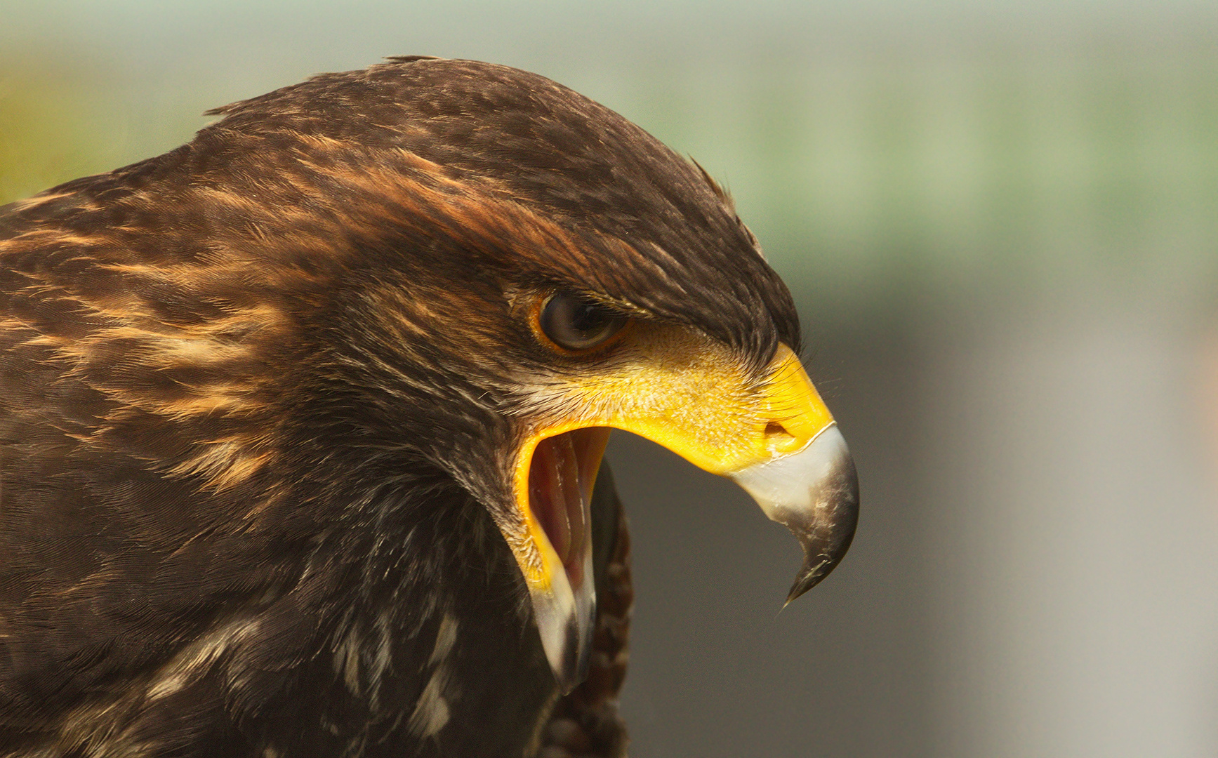 Wüstenbussard-Portrait 