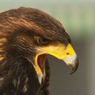 Wüstenbussard-Portrait 