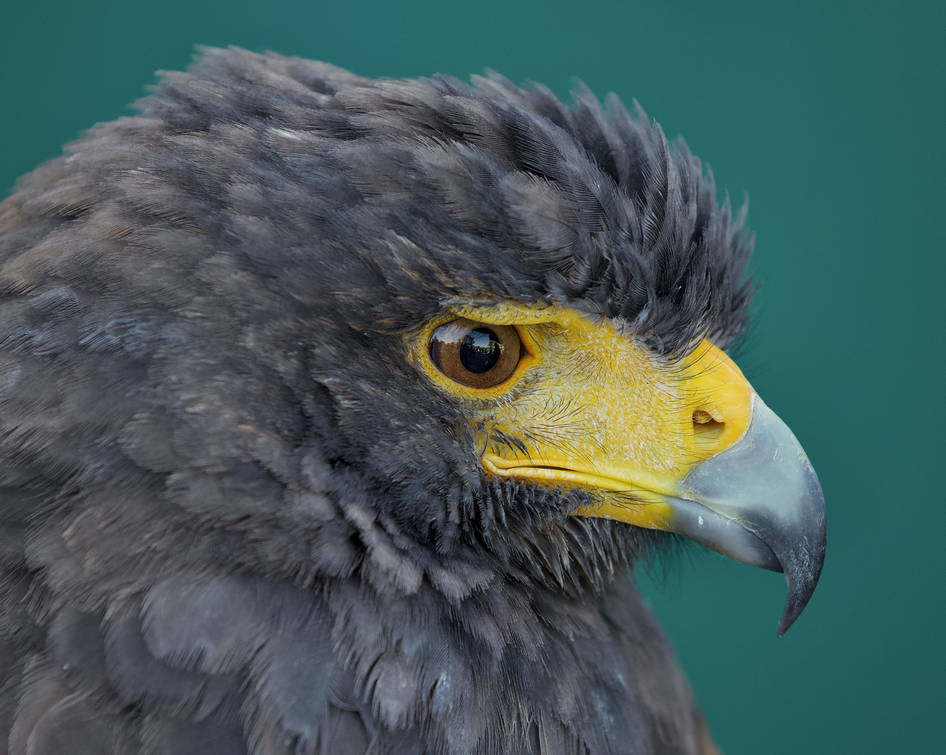 Wüstenbussard - Portrait......