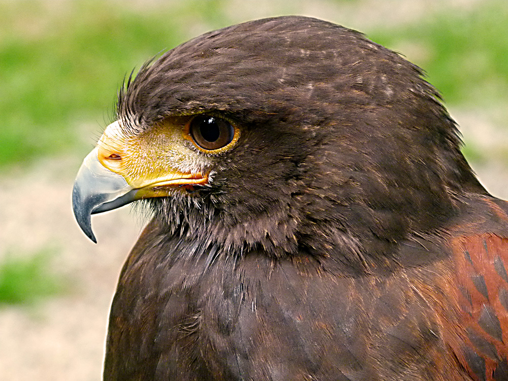 Wüstenbussard-Profil