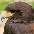 Wüstenbussard-Profil