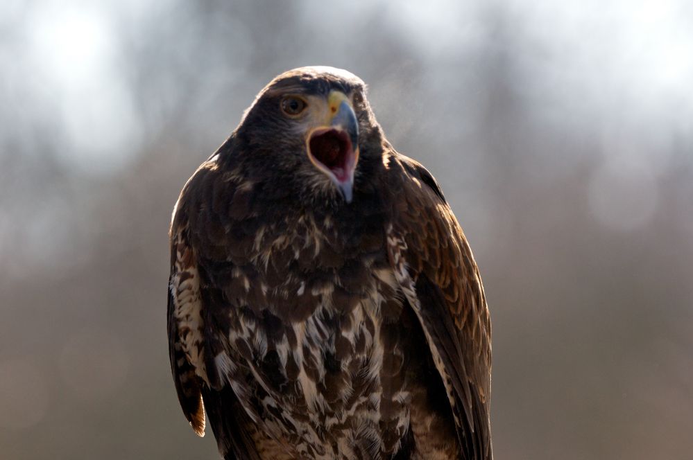 Wüstenbussard schreit...