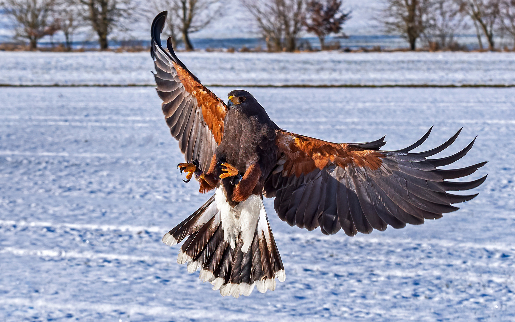 Wüstenbussard__8100223_frei