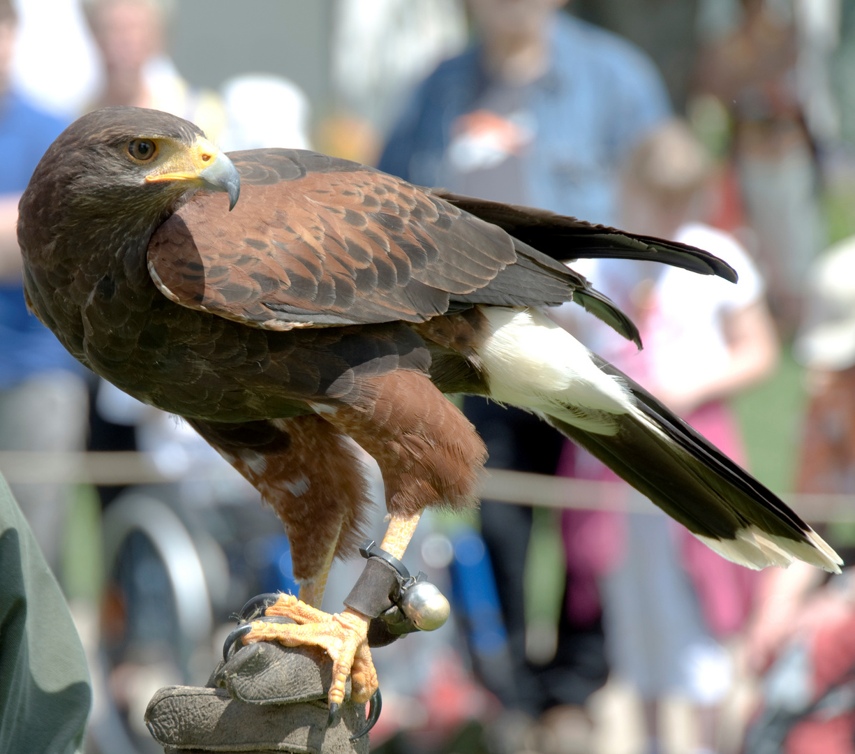 Wüstenbussard/Harris Hawk