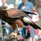 Wüstenbussard/Harris Hawk