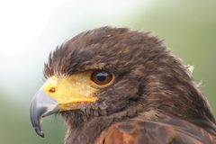 Wüstenbussard,Harris hawk