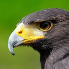 Wüstenbusshard / Harris Hawk