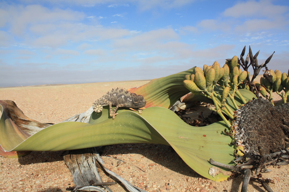 Wüstenchamäleon meets Welwitschia