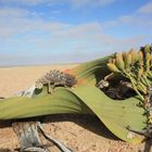 Wüstenchamäleon meets Welwitschia