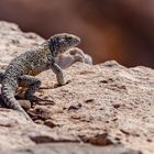 Wüsteneidechse am Salar de Atacama 