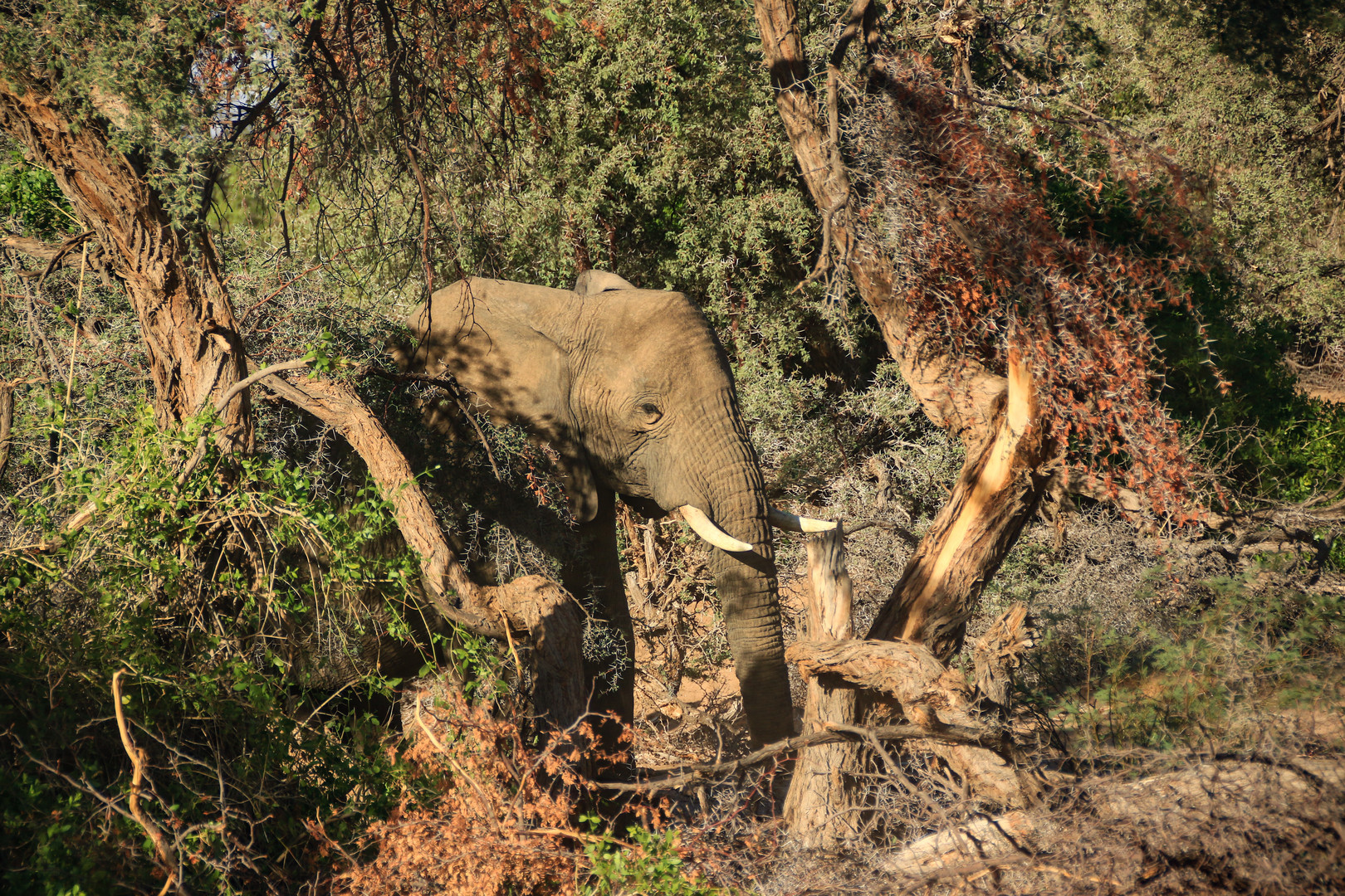 Wüstenelefant