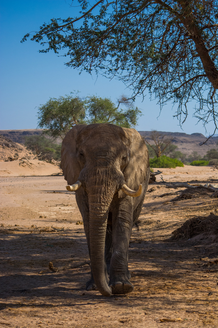 Wüstenelefant 