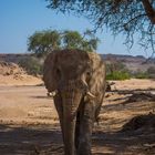 Wüstenelefant 