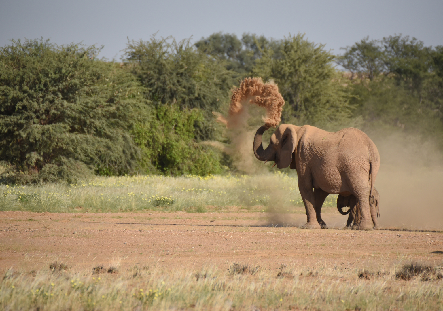 Wüstenelefant