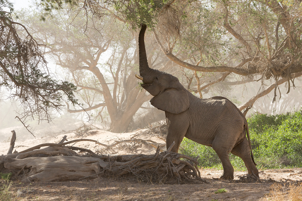 Wüstenelefant