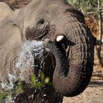 Wüstenelefant beim Duschen