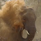 Wüstenelefant beim Sandbad