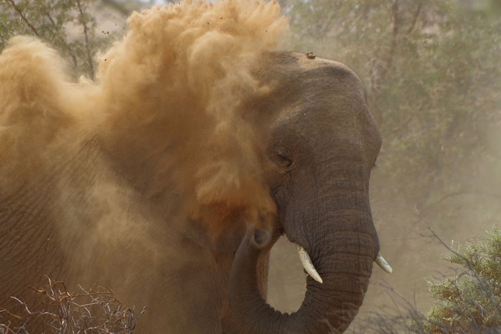 Wüstenelefant beim Sandbad