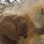 Wüstenelefant beim Sandbad