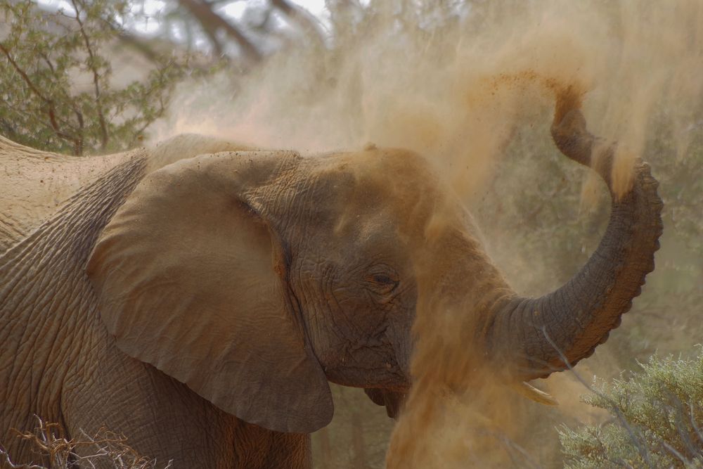 Wüstenelefant beim Sandbad