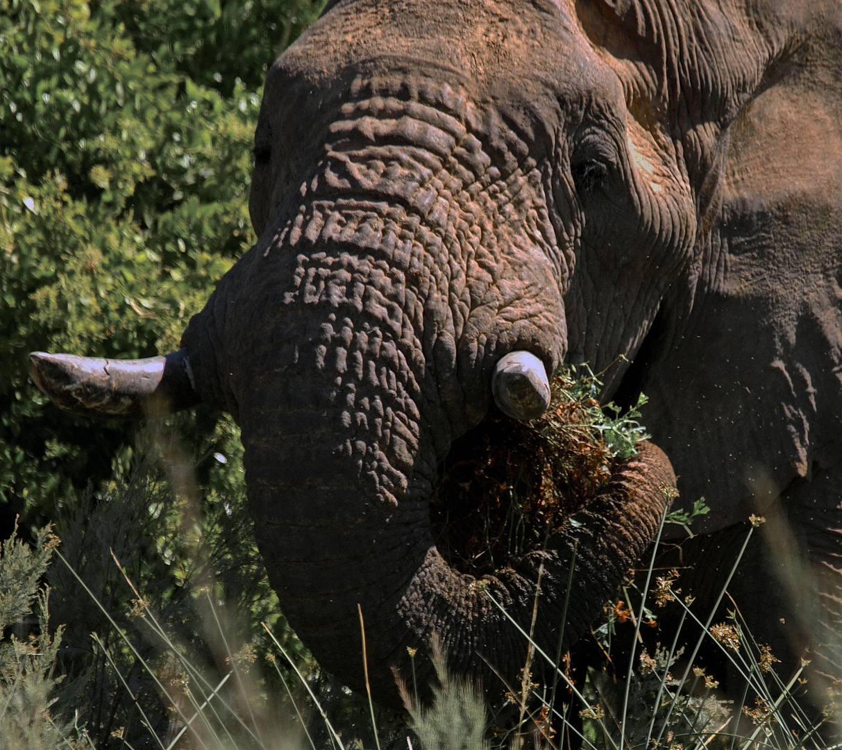 Wüstenelefant, Bulle, Einzelgänger