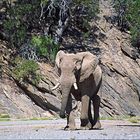 Wüstenelefant Hoanib, Namibia