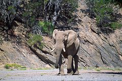 Wüstenelefant Hoanib, Namibia