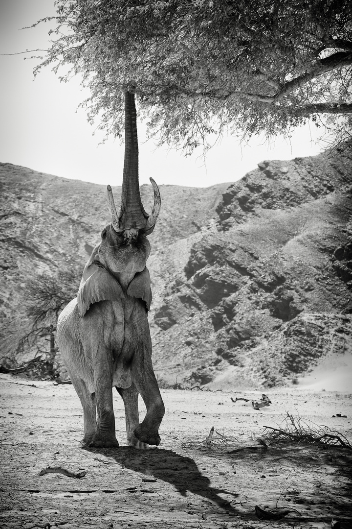 "Wüstenelefant" im Hoanib (Namibia)