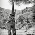 "Wüstenelefant" im Hoanib (Namibia)