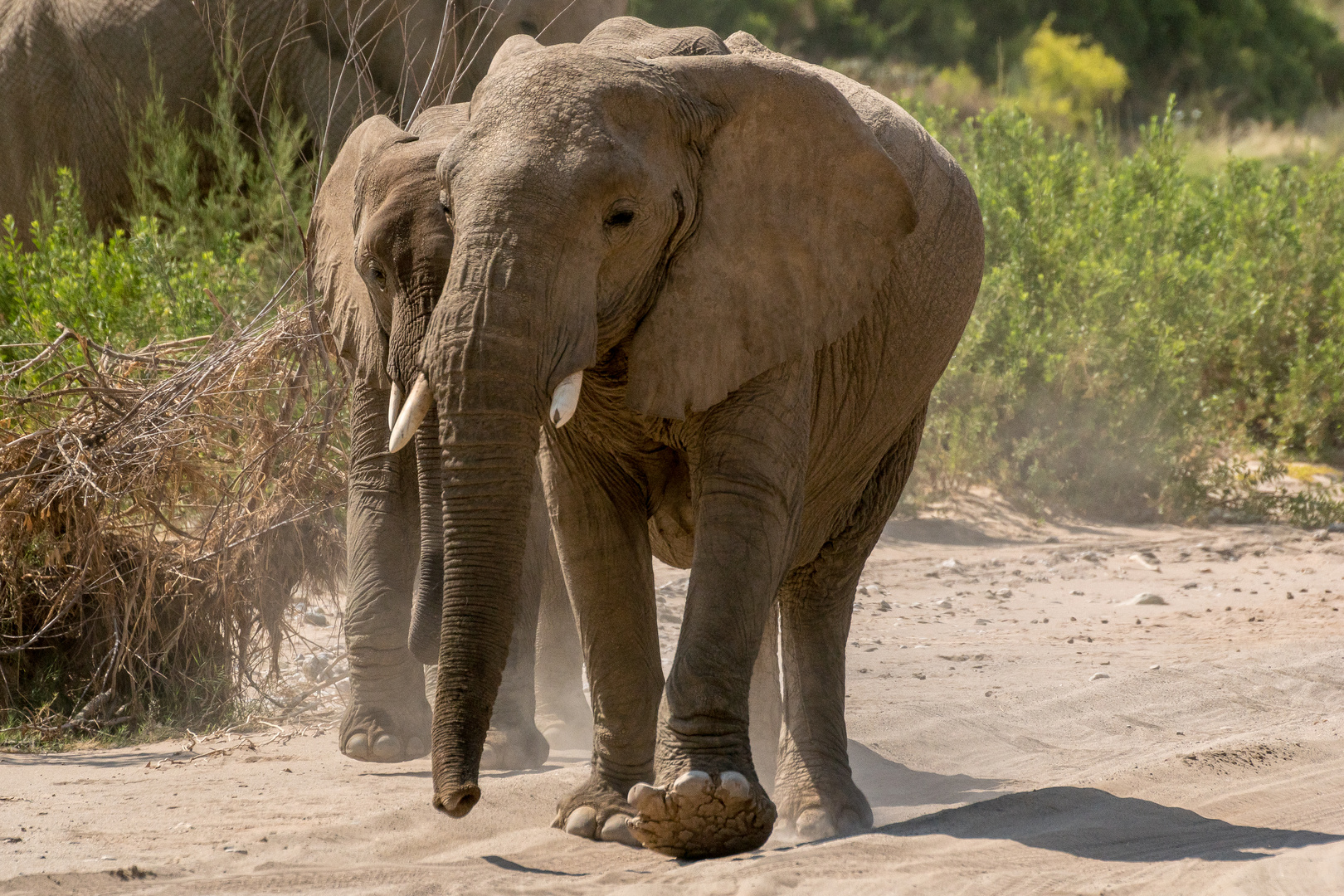 Wüstenelefant im Huanib River