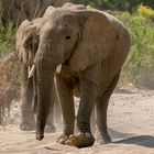 Wüstenelefant im Huanib River