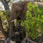 Wüstenelefant in der Nähe von Twyfelfontein