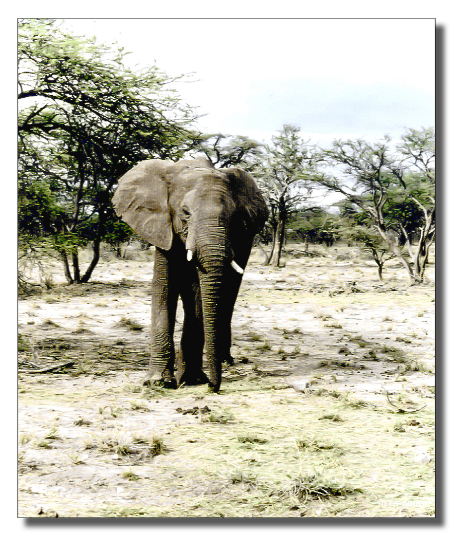 Wüstenelefant in der Namib