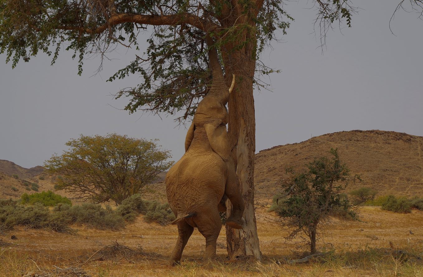 Wüstenelefant in ganz spezieller Aktion