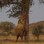 Wüstenelefant in ganz spezieller Aktion