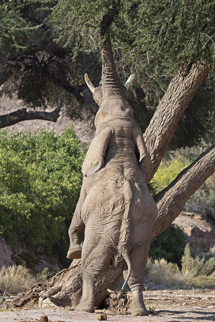 Wüstenelefant in Namibia