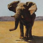 Wüstenelefant - Namibia