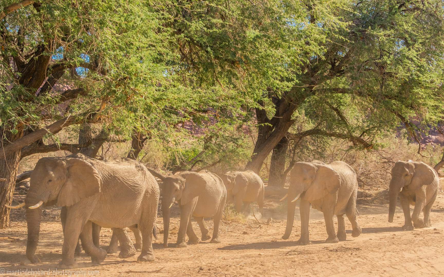 Wüstenelefanten im ausgetrockeneten Flusslauf des Kunene