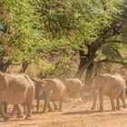 Wüstenelefanten im ausgetrockeneten Flusslauf des Kunene