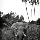 „Wüstenelefanten“ im Damaraland (Namibia)