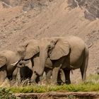 Wüstenelefanten im Hoanib Trockenfluss