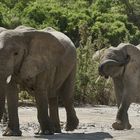 Wüstenelefanten im Huanib Trockenfluß