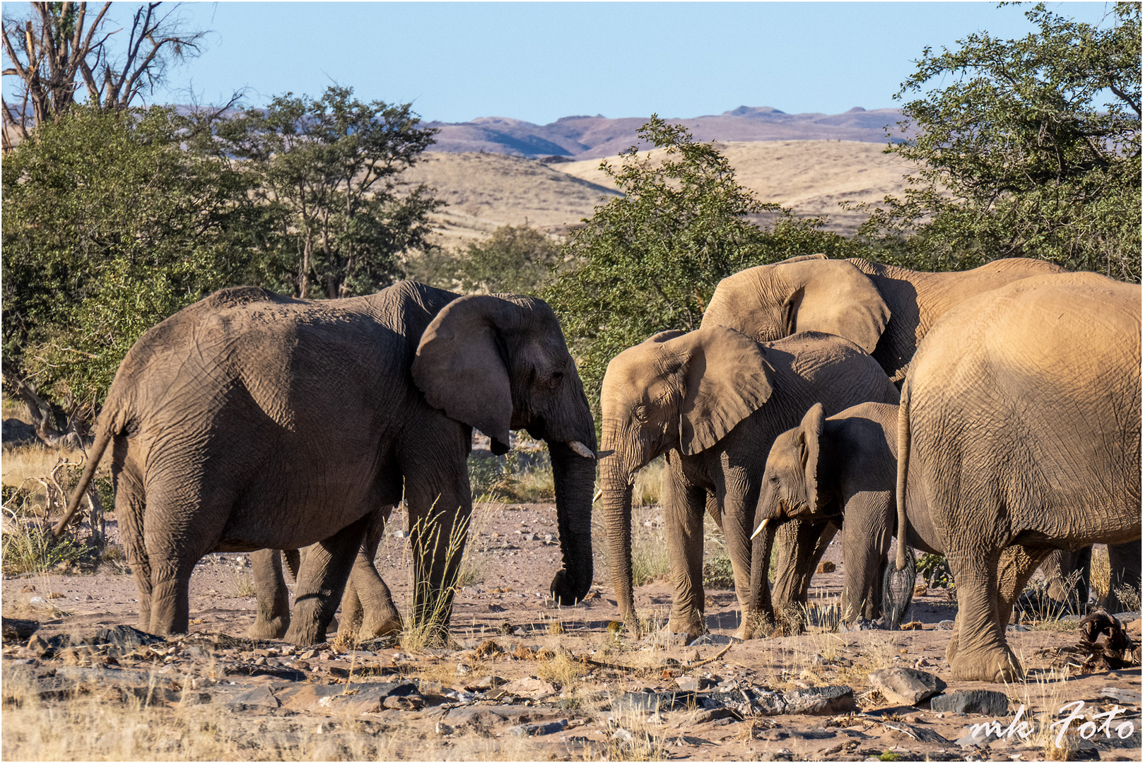 Wüstenelefanten in Namibia