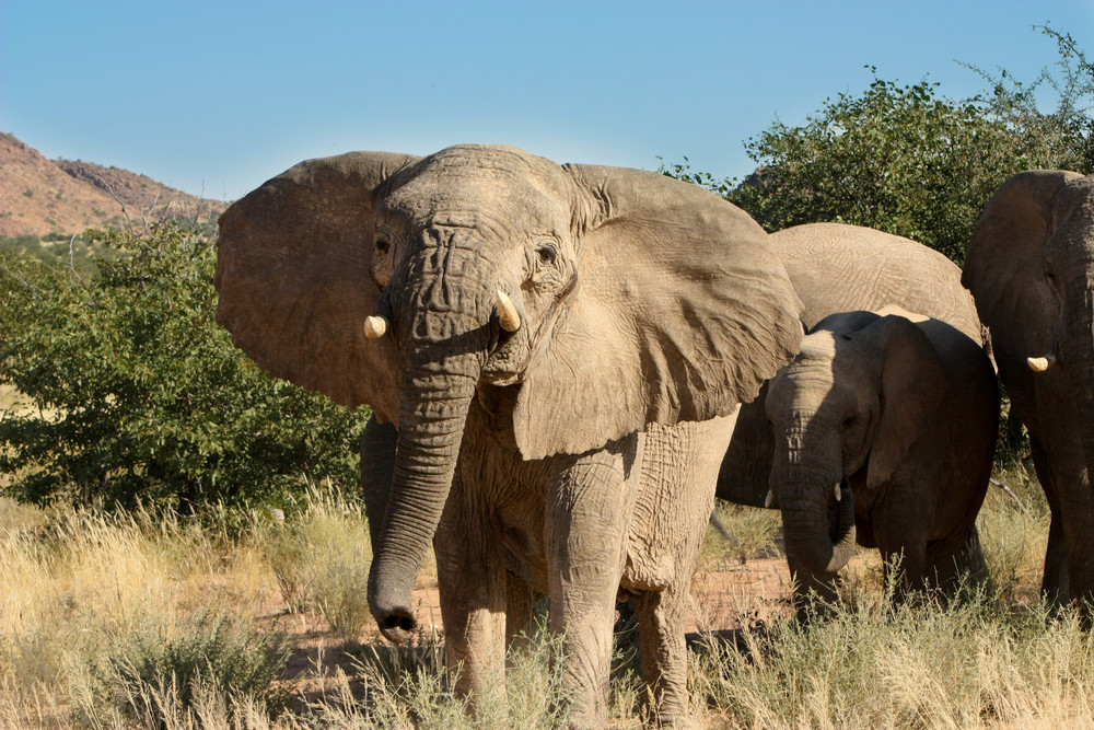 Wüstenelefanten (Namibia)