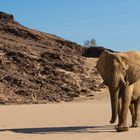Wüstenelefantenbulle