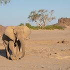 Wüstenelefantenbulle im Hoanib Flussbett