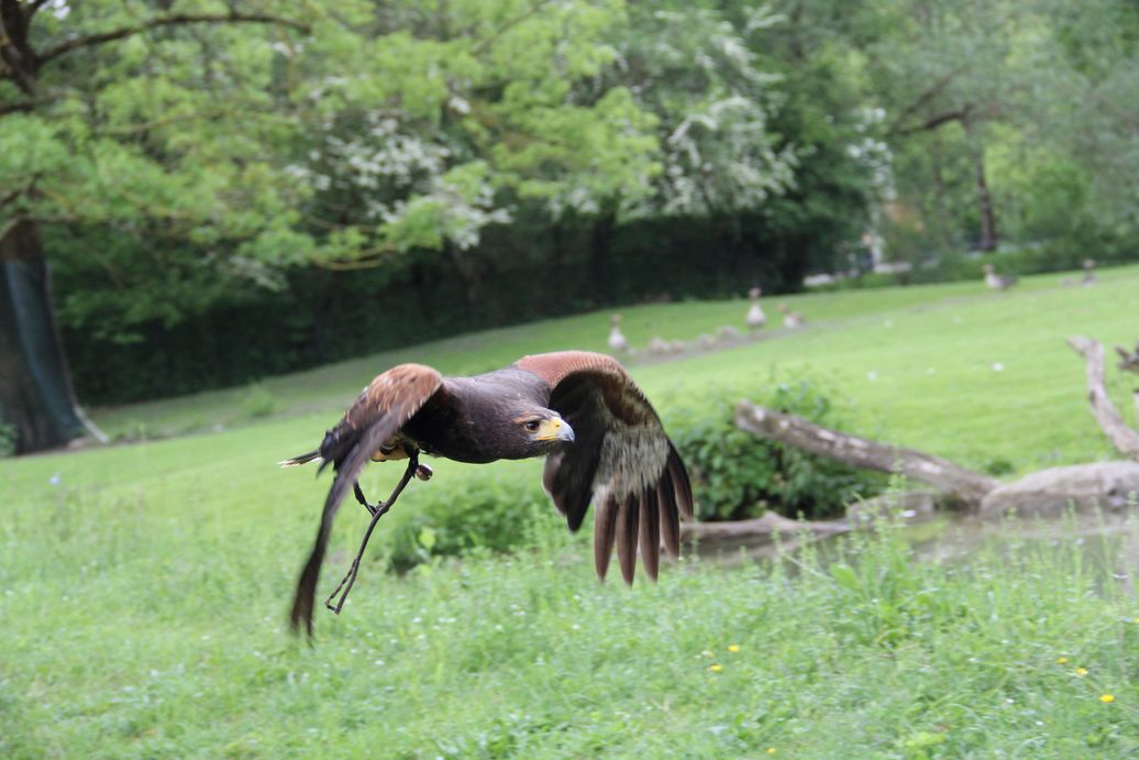 Wüstenfalke (Falco pelegrinoides)